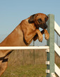 rhodesian en agility