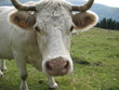 Portrait de vache
