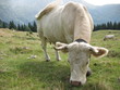 White cow