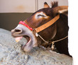 Laughing donkey Laughing donkey