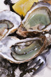 fresh oysters