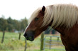 Pferd