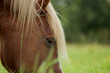 Pferd