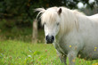 Pferd