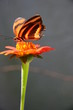 butterfly on a   flower