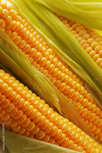Foto: Corn Corn