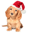 Dachshund puppy