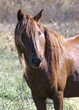 Beautiful Horse