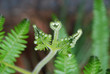 Little fern