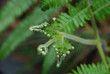 Little Fern