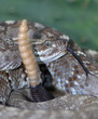 Rattlesnake