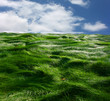 Photo: Green grass and blue sky Green grass and blue sky