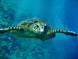 Schildkröte unterwasser