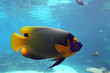 Emperfish