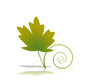 vine leaf vine leaf