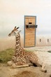 Young giraffe is lying on the floor in Prague zoo