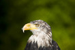 Greifvögel