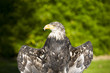 Greifvögel