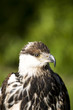 Greifvögel