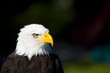 Greifvögel