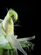 Corn Silk