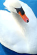 Schwan