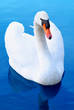 Schwan