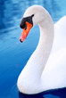Schwan