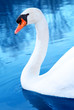 Schwan