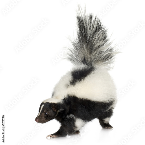 Photo: Striped Skunk - Mephitis mephitis Striped Skunk - Mephitis mephitis