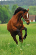 Pferd auf Weide 1