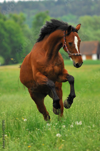 Pferd auf Weide 1