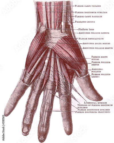 Dissection of the hand