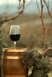 Vinos
