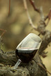 Copa vino