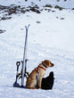 Photo en ligne au meilleur prix Cane da valanga