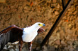 Adler