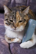 cat with cellphone