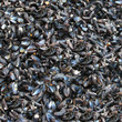 Moule s  
