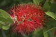 Exotic Flower