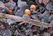 Leaves covered with frost