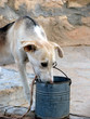 Chien 01