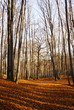 Late autumn