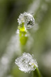 Frozen drew drops