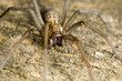 Wolf spider perched on wood and ready to attack
