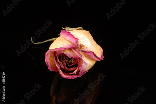 rosa rosa