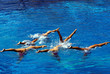 Natacion Sincronizada