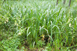 Marshland plant Acorus calamus closeup