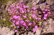 oeillet a delta - dianthus deltoides