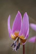 erythronium dent de chien - erythronium dens-canis